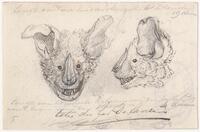 KT 2009 028-439
<br/>
Kop van een vleermuis, voor- en zijaanzicht
<br/>
<em>Trigt, Stephanus Hendrik Willem van (1790-1840)</em>